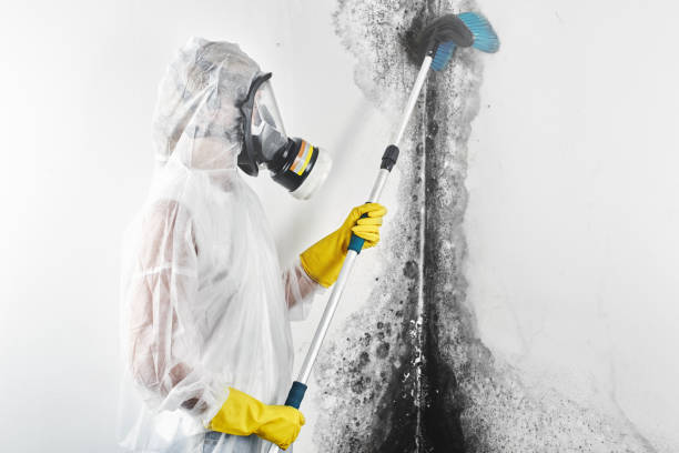  Meadowlakes, TX Mold Removal Pros