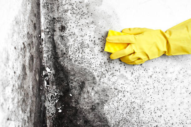 Best Commercial Mold Inspection  in Meadowlakes, TX